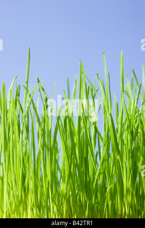 L'herbe, low angle contre le ciel bleu.