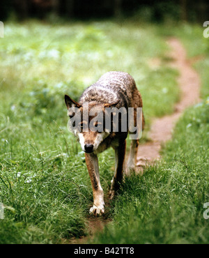 Zoologie / animaux, Mammifères Mammifères /, des loups, des loups gris d'Europe (Canis lupus), la marche, la distribution : Europe, animal, Canidae, Banque D'Images