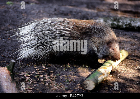 Zoologie / animaux, des mammifères d'Afrique du Nord, de mammifères / Porc-épic (Hystrix cristata), grignotage, au stick, distribution : Ni Banque D'Images