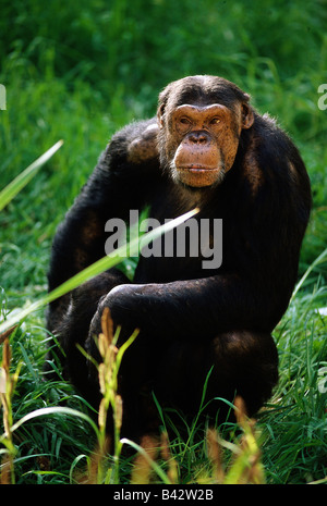 Zoologie / animaux, Mammifères Mammifères /, singes, les chimpanzés de l'Afrique de l'Ouest, (pan troglodytes verus), assis dans l'herbe, distribution : C Banque D'Images