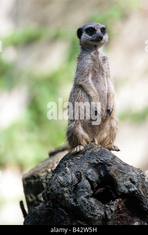 Zoologie / animaux, Mammifères Mammifères /, Meerkat, (Suricata suricatta), comité permanent, la distribution : le sud de l'Afrique, l'animal, l'Herpestid Banque D'Images