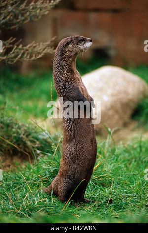 Zoologie / animaux, Mammifères Mammifères /, Martens, le nord de la loutre de rivière (Lontra canadensis), permanent, dans l'herbe, la distribution : Cana Banque D'Images