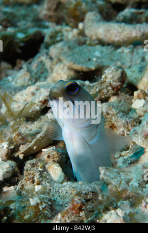 Une tête jaune Jawfish émergeant de son terrier sur un fond de sable. Banque D'Images