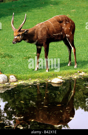 Zoologie / animaux, Mammifères Mammifères /, l'antilope, Sitatunga (Tragelaphus spekei), à la distribution, dans les ouvrages, au sud de l'Afrique, S Banque D'Images