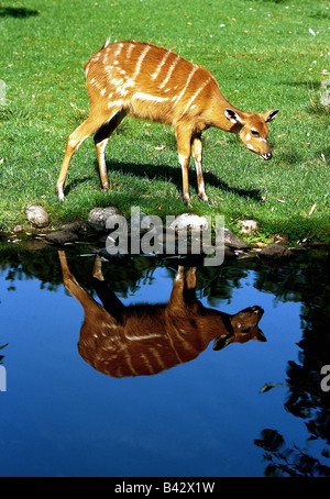 Zoologie / animaux, Mammifères Mammifères /, l'antilope, sitatunga (Tragelaphus spekei), à la distribution, dans les ouvrages, au sud de l'Afrique, S Banque D'Images