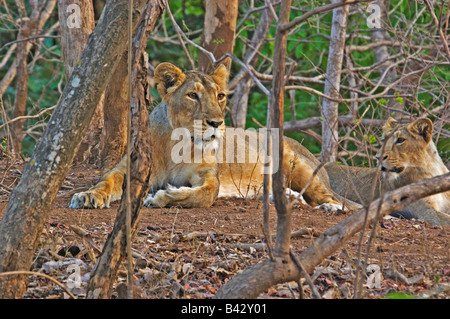 Famille de lions d'Asie Banque D'Images