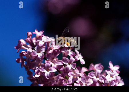 Zoologie / animaux, d'insectes, d'abeilles, dans l'ouest de l'abeille, (Apis mellifera), assis sur le lilas avec des corbeilles à pollen, distribution : Europe Banque D'Images