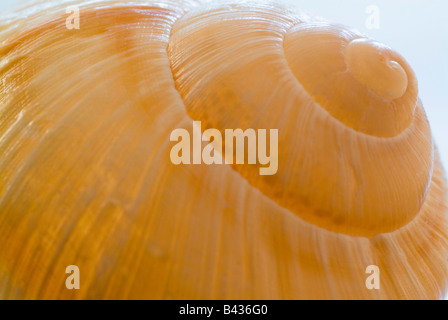 coquille d’escargot Banque D'Images