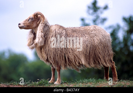 Zoologie / animaux, Mammifères Mammifères /, moutons, (Ovis), mouton, Icelandinc article, distribution : l'Islande, l'animal, mouton domestique, Banque D'Images