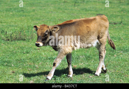 Zoologie / animaux, Mammifères Mammifères /, bovins, aurochs, (Bos primigenius taurus), veau sur pré, balade, distribution : l'Europe, Banque D'Images