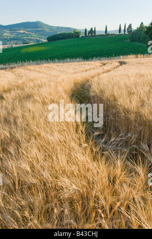 Champ de blé en Ombrie, Italie, Europe Banque D'Images