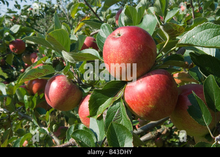 English les pommes. Pommes Orange Turners Lathcoats Galleywood Apple Farm Essex UK HOMER SYKES Banque D'Images