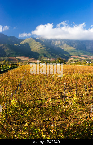 Vignoble à Franschhoek, près de Cape Town, Afrique du Sud Banque D'Images