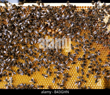 Zoologie / animaux, d'insectes, d'abeilles, dans l'ouest de l'abeille, (Apis mellifera), les abeilles autour de Combs, distribution : Europe, Afrique et dans le monde entier dans des habitats convenables, Additional-Rights Clearance-Info-Not-Available- Banque D'Images