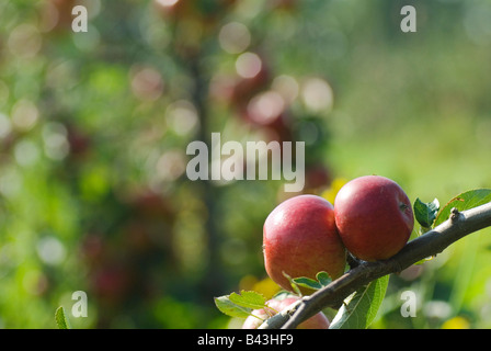 Pommes anglaises. Pommes Meridian, Lathcoats Apple, Farm Galleywood Essex UK 2008 HOMER SYKES Banque D'Images