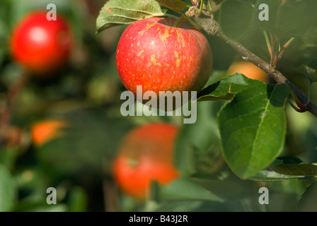 Anglais Lathcoats Galleywood Pommes Apple Farm Essex UK Turners apple Orange. Banque D'Images