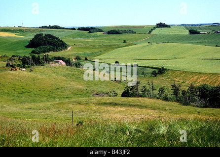 Géographie / voyages, Danemark, Mors Island, paysages, vallonné, collines, nature, paysage, chevaux, animaux, , Banque D'Images