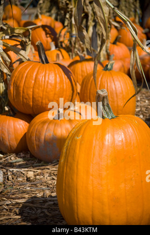 Grand orange vif en citrouille citrouilles attendent d'être vendus Banque D'Images