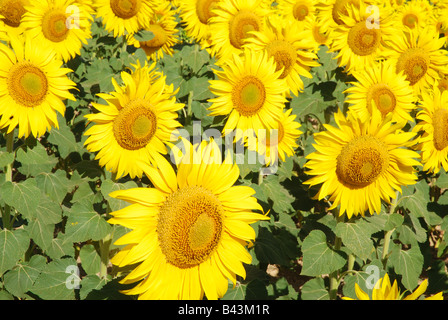 Les tournesols. Province de Burgos. Castille Leon. L'Espagne. Banque D'Images