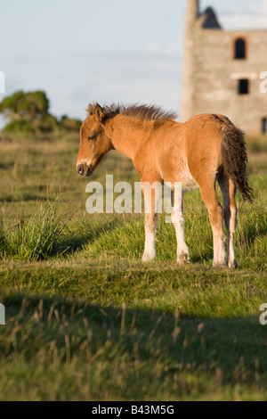 Bodmin Race sur Bodmin Moor Banque D'Images