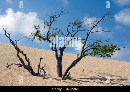 Arbre à demi-enterré luttant pour survivre sur la pente de la dune de sable Banque D'Images