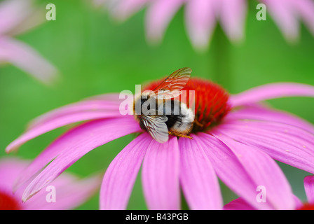 Abeille sur échinacée rose Banque D'Images