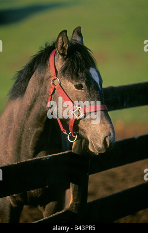 Un poney dans un enclos Banque D'Images