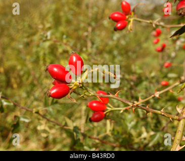 Dog rose rosa canina fruits rouges ou des hanches Midlands UK Banque D'Images