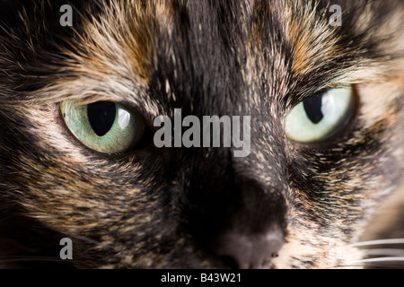 Gros plan sur les yeux d'un Tortoiseshell ou de Brindle (Felis Catus) regardant directement la caméra Banque D'Images