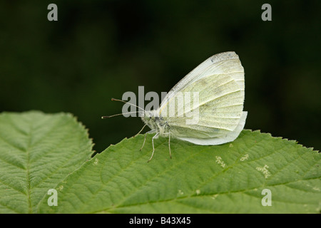 Petit papillon blanc Pieris rapae Midlands Banque D'Images
