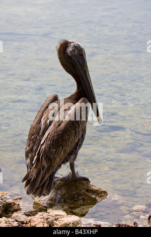 Pélican brun (Pelecanus occidentalis) debout à côté de Waters Edge, Florida, USA Banque D'Images