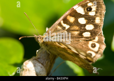 Papillon Bois mouchetée (Pararge aegeria). Banque D'Images