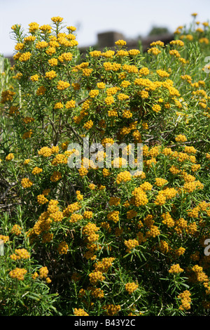 Aka Strawflower immortelle Helichrysum, trilineatum, Asteraceae, Afrique du Sud. Banque D'Images