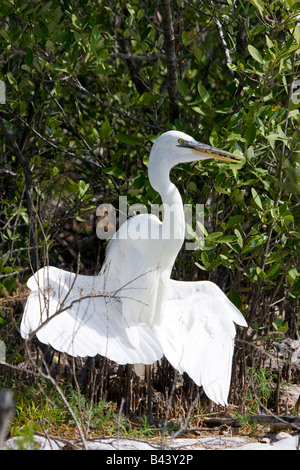 Grande Aigrette (Ardea alba) Affichage des ailes, Florida, USA Banque D'Images