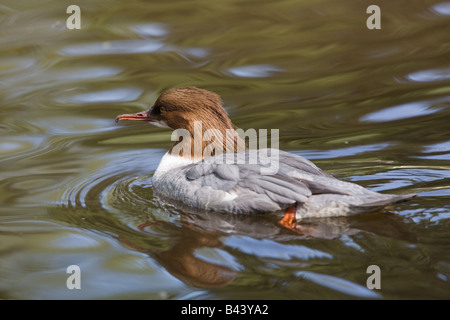 Grand Harle femelle ou harle bièvre Mergus merganser Banque D'Images