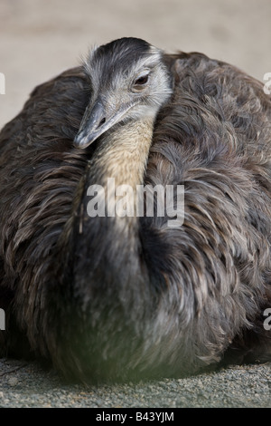 Rhea américain commun ou le nandou - Rhea americana Banque D'Images