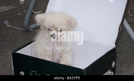 Chine Shanghai chien dans boîte à chaussures Banque D'Images