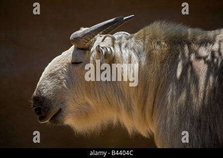 Takin (Budorcas taxicolor) Banque D'Images