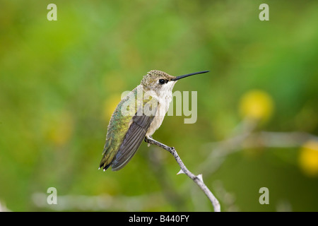 Colibri à gorge noire (Archilochus alexandri Banque D'Images
