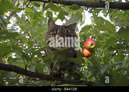 Chat dans un pommier Banque D'Images