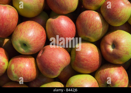 Pommes anglais appelé 'Honey Crisp" Lathcoats Galleywood pommes Apple Farm Essex UK Banque D'Images