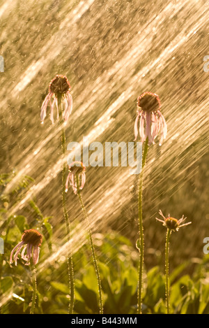 Arrosage des fleurs dans la cour de gicleurs Banque D'Images