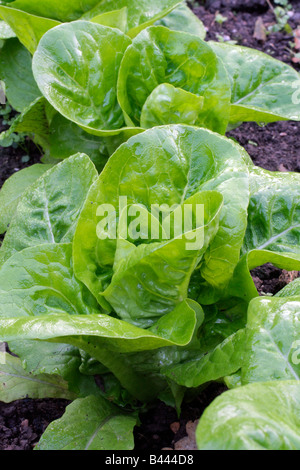 Une récolte tardive DE LAITUE PETIT BIJOU À LA FIN SEPTEMBRE Banque D'Images