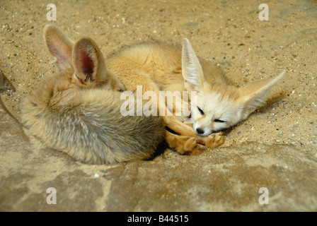 Fennec Fox Banque D'Images