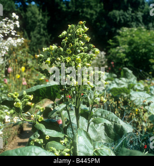plante de tabac Banque D'Images