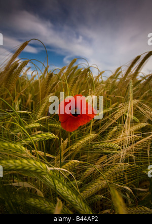 Coquelicot solitaire dans un champ de blé Banque D'Images