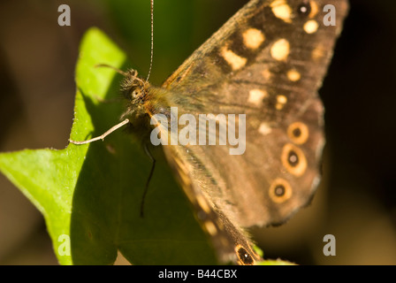 Papillon Bois mouchetée (Pararge aegeria). Banque D'Images