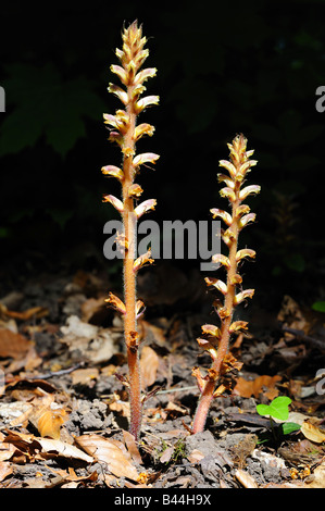 L'Orobanche Ivy (Orabanche hedarae) croissant en bois hêtre sur sol calcaire. Banque D'Images