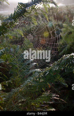 Couvert de Rosée spider's web sur les frondes de fougère d'automne au Royaume-Uni Banque D'Images