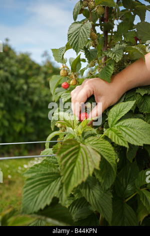 Young Woman picking fruit frais d'un magasin de ferme dans la campagne anglaise Banque D'Images